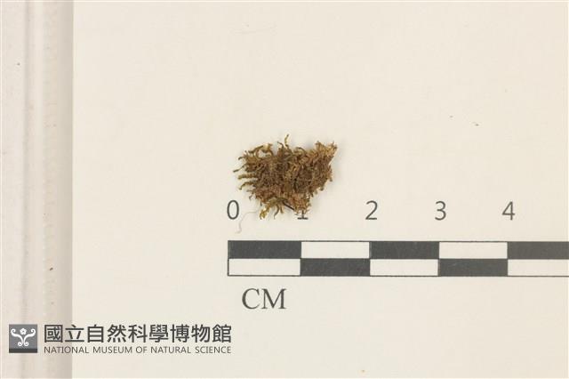 多胞裂萼苔藏品圖，第1張