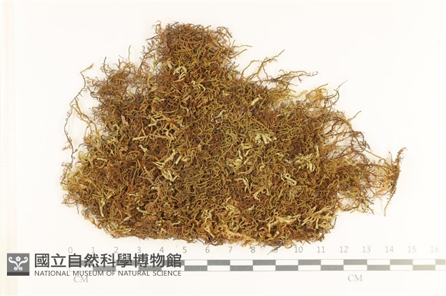 毛羽蘚藏品圖，第1張