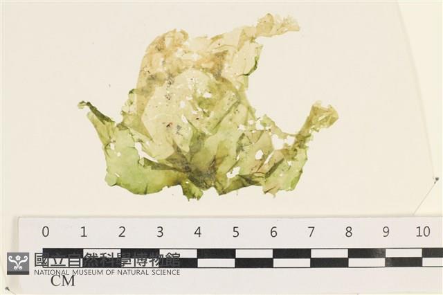 茶花石蓴, 牡丹菜藏品圖，第1張