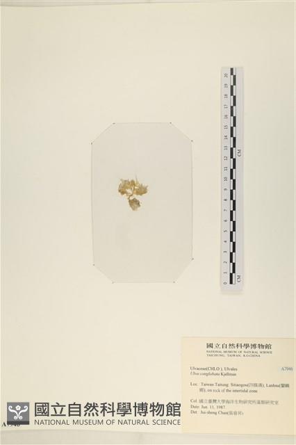 茶花石蓴, 牡丹菜藏品圖，第3張