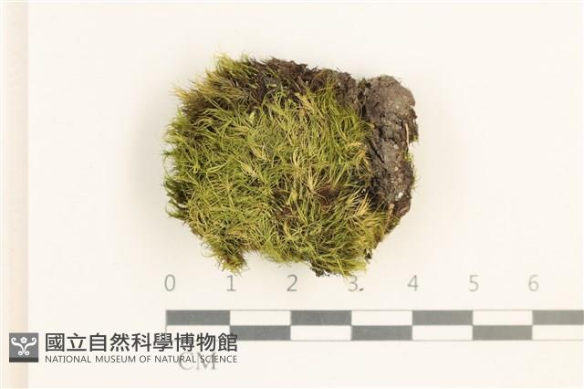 脆枝曲柄蘚藏品圖，第1張