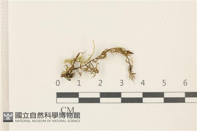 蛇苔藏品圖，第1張