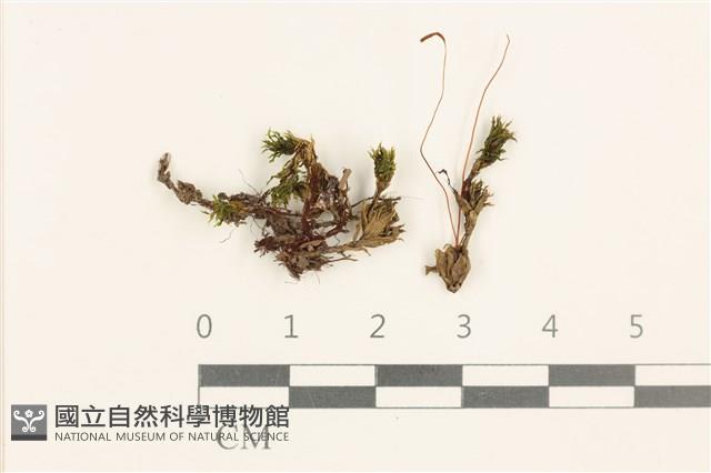 登錄號:B00005346藏品圖，第1張