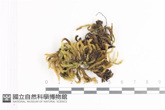 毛扭蘚藏品圖，第1張