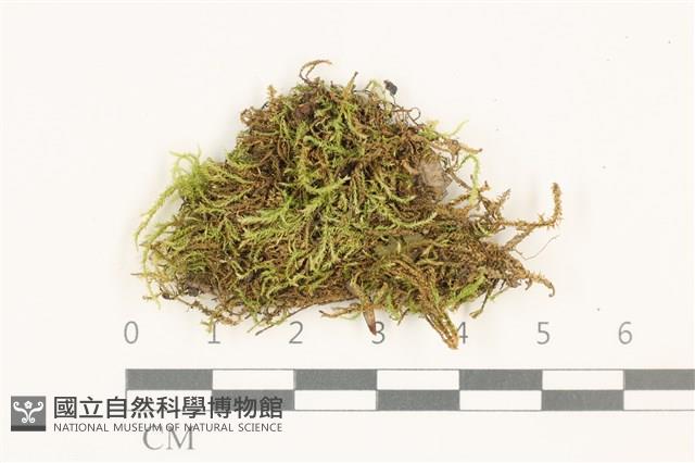 卵葉青蘚藏品圖，第1張