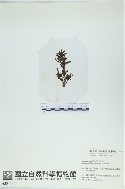 登錄號:A00003346藏品圖，第3張