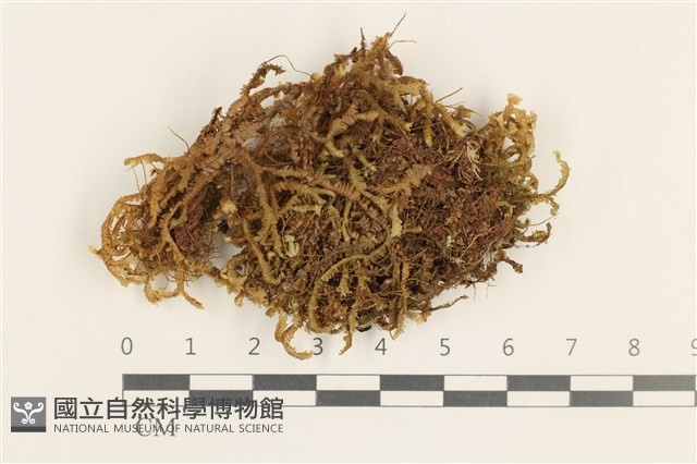 登錄號:B00000746藏品圖，第1張