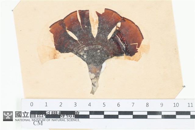 樹狀團扇藻藏品圖，第1張