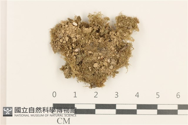 睫毛苔藏品圖，第1張