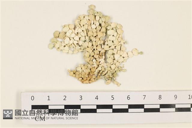 仙掌藻, 海仙人掌藏品圖，第1張