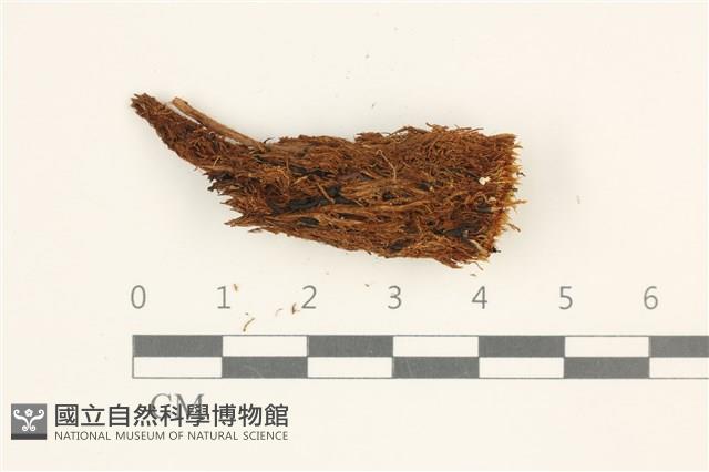小挺葉苔藏品圖，第1張