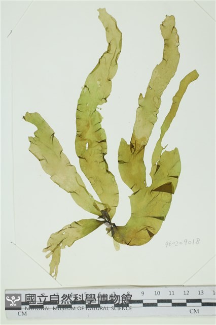 西洋葉苔藏品圖，第1張