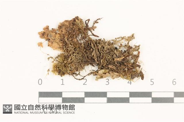 毛擬叉苔藏品圖，第1張