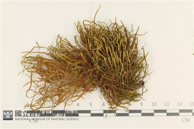 碎葉牛舌蘚藏品圖，第1張