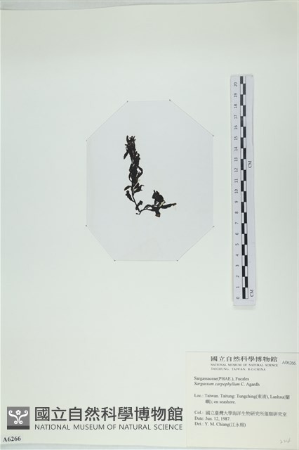 登錄號:A00006266藏品圖，第3張