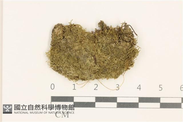 三角葉護蒴苔藏品圖，第1張