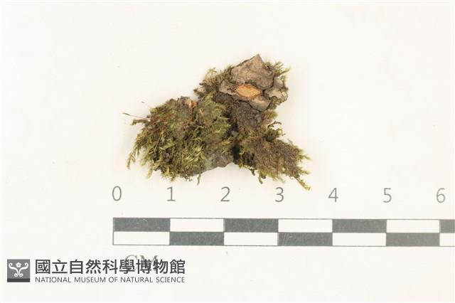 登錄號:B00007066藏品圖，第1張