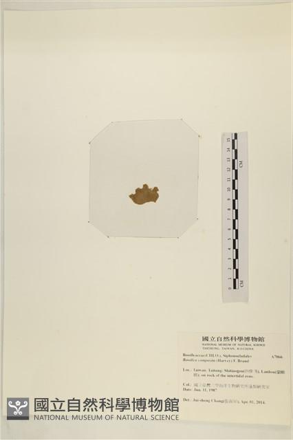 布氏藻藏品圖，第3張