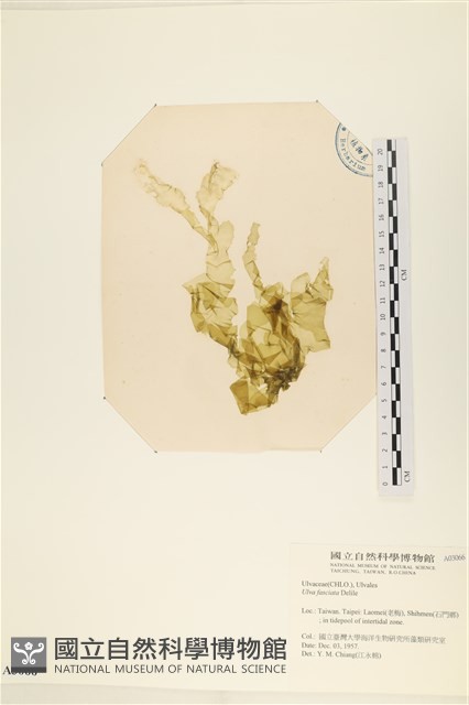 長片石蓴, 裂片石蓴藏品圖，第1張