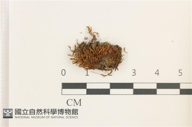 登錄號:B00018166藏品圖，第1張