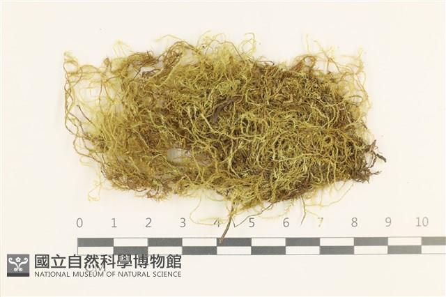 多疣懸蘚藏品圖，第1張
