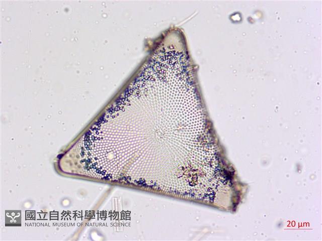 登錄號:A00004566藏品圖，第4張