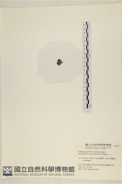 網球藻藏品圖，第3張