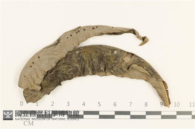 登錄號:B00009466藏品圖，第1張