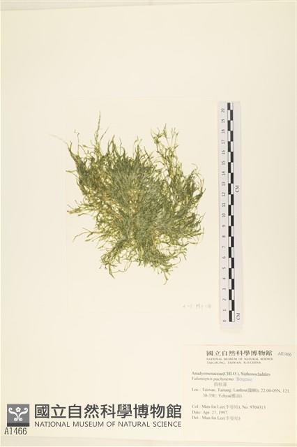 指枝藻藏品圖，第1張