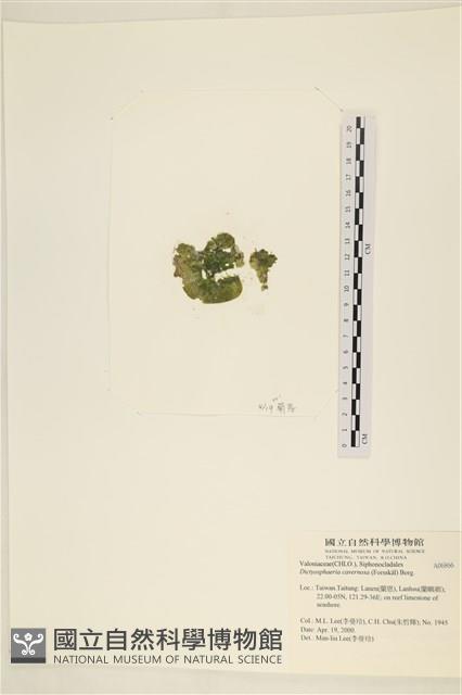 網球藻藏品圖，第3張