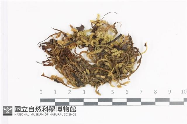 登錄號:B00011366藏品圖，第1張