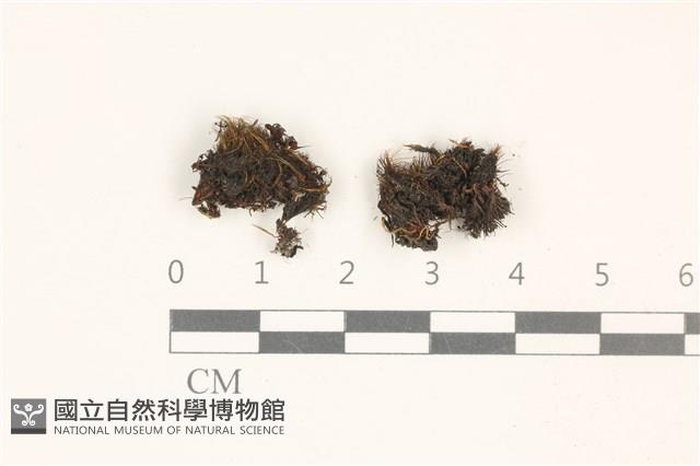 登錄號:B00003366藏品圖，第1張