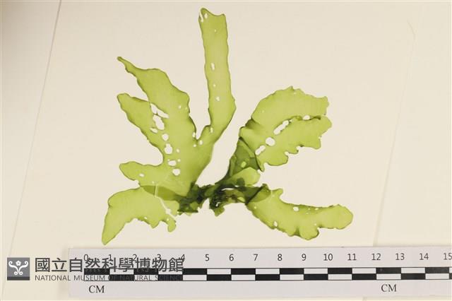 長片石蓴, 裂片石蓴藏品圖，第1張