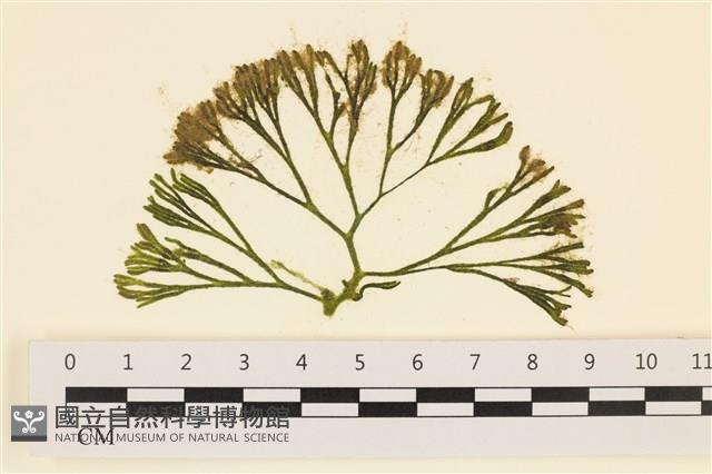 登錄號:A00005766藏品圖，第1張