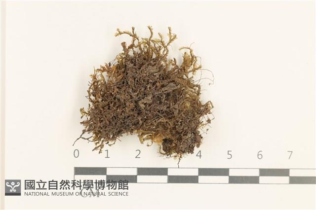 登錄號:B00019606藏品圖，第1張
