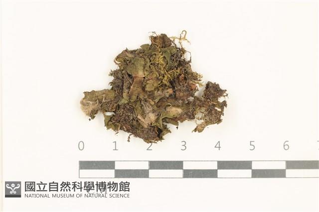 蛇苔藏品圖，第1張