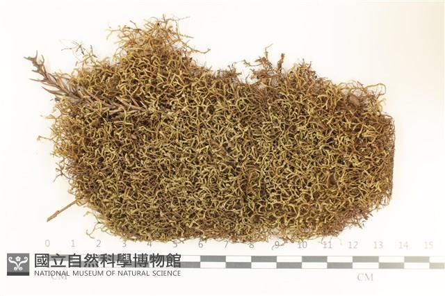 鞭苔,三裂鞭苔藏品圖，第1張