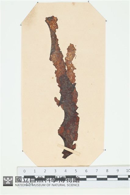 登錄號:A00003606藏品圖，第1張
