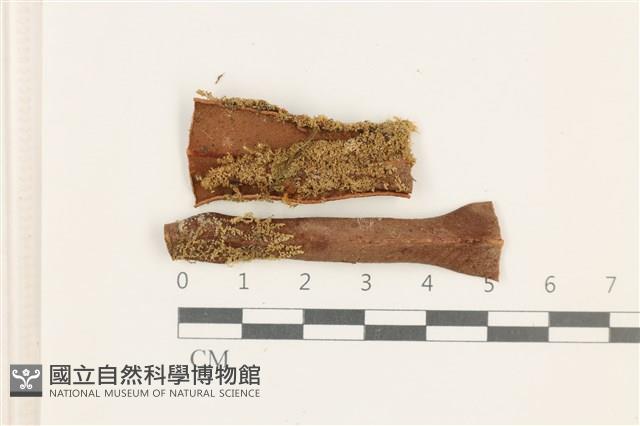 登錄號:B00019206藏品圖，第1張