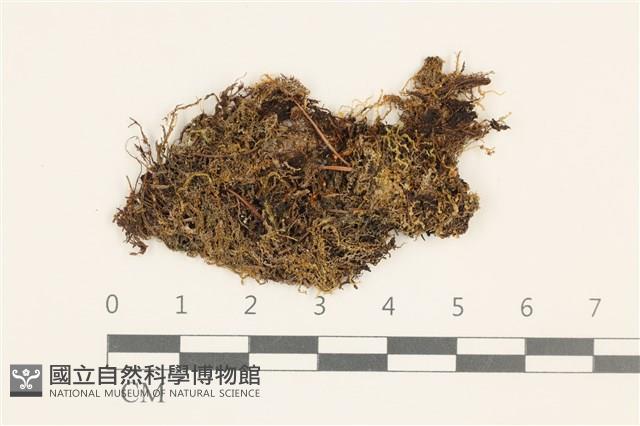 長枝細裂瓣苔藏品圖，第1張