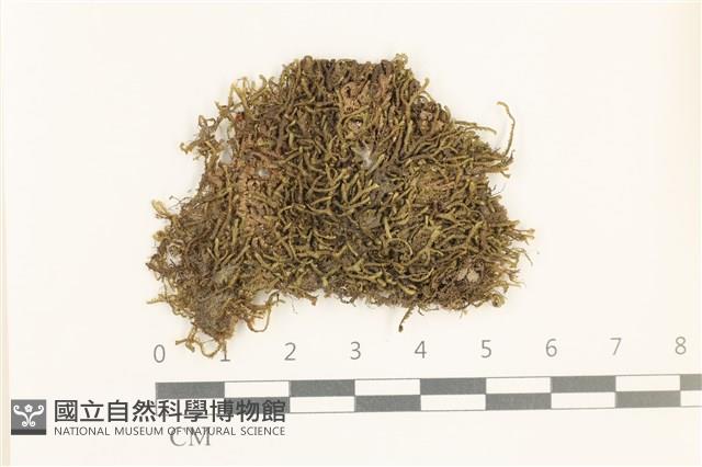 鞭苔,三裂鞭苔藏品圖，第1張