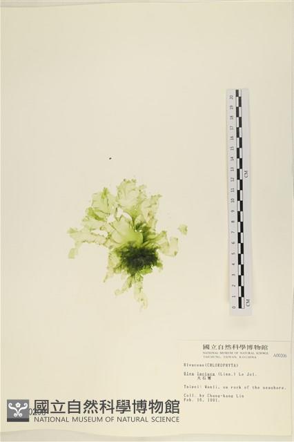 大石蓴, 石蓴藏品圖，第1張