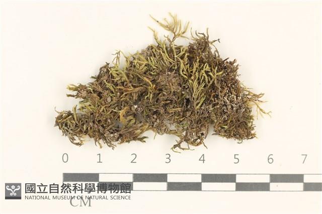 登錄號:B00013206藏品圖，第1張