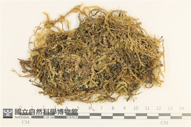 登錄號:B00003206藏品圖，第1張