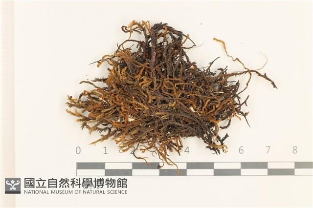 登錄號:B00019006藏品圖，第1張