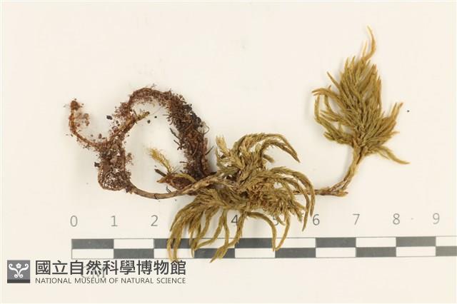 登錄號:B00006006藏品圖，第1張