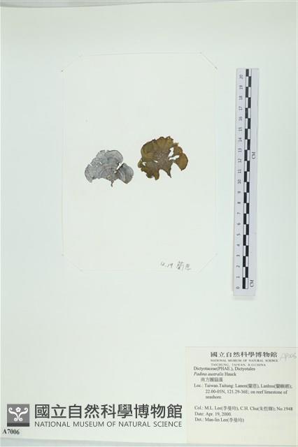 南方團扇藻藏品圖，第3張