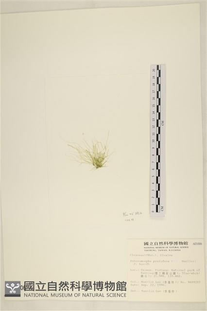 筋條石髮藏品圖，第3張