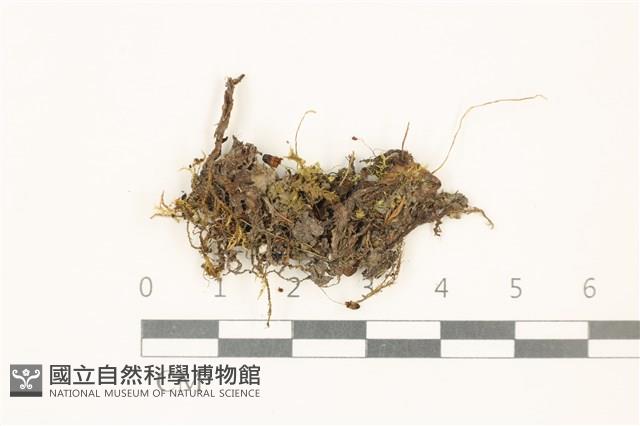 日本蛇苔藏品圖，第1張