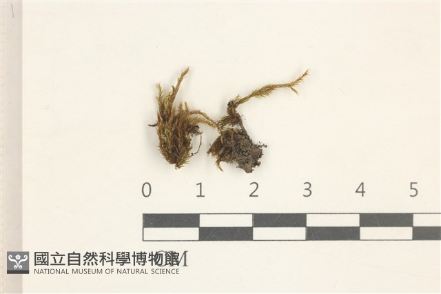 登錄號:B00015106藏品圖，第1張